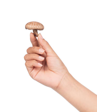 hand holding shiitake mushroom isolated on white backgroundの写真素材