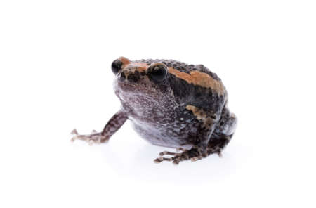Frog isolated on white backgroundの写真素材