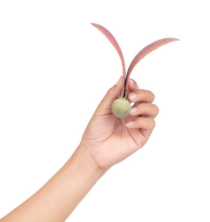 hand holding Dipterocarpus alatus Roxb Seeds  isolated on white backgroundの写真素材