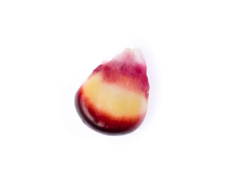 purple corn isolated on a white backgroundの写真素材