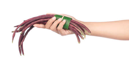 hand holding purple yardlong bean isolated on white backgroundの写真素材