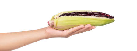 hand holding fresh purple corn isolated on a white backgroundの写真素材