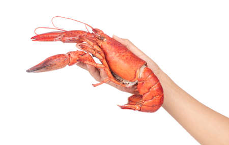 Hand holding Lobster isolated on white backgroundの写真素材
