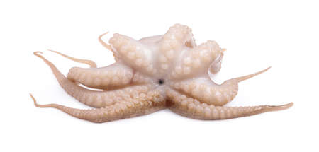 Fresh raw baby squid isolated on white backgroundの写真素材