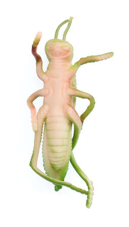 grasshopper plastic play toy isolated on white background