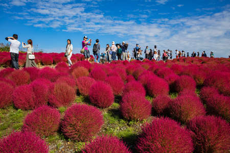 JAPAN - October 18, 2016: tourists enjoying the view of red kochia bushes. Hitachi Seaside Parkのeditorial素材