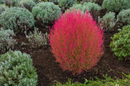 Beautiful of Red Kochia and cosmos bushの写真素材