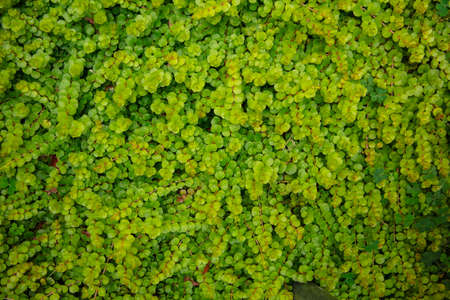 green leaves wall texture