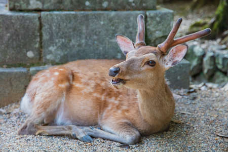 deer sitting downの写真素材