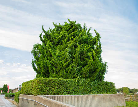 sculpture of bush trees natural environmentの写真素材