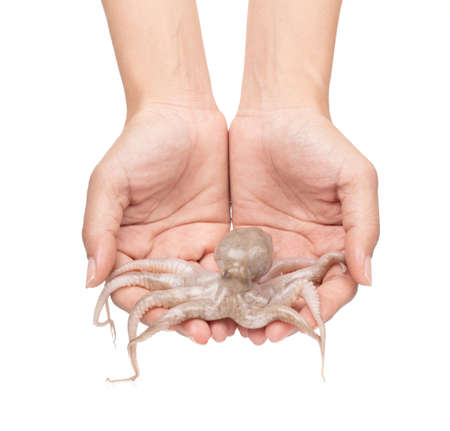 hand holding Fresh raw baby squid isolated on white background