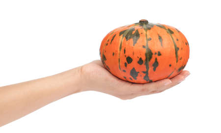 hand holding Full ripe of pumpkin isolated on white backgroundの写真素材