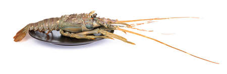 dish of fresh red claw crayfish or fash water lobster alive set isolate on white background