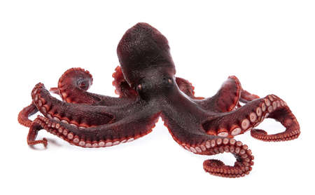 Fresh of Octopus vulgaris isolated from white background.の写真素材