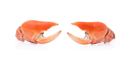 cooked whole claw of crab isolated on white backgroundの写真素材