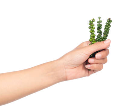 hand holding fresh pepper isolated on white backgroundの写真素材