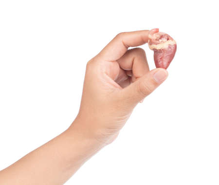 hand holding raw hearts isolated on white background