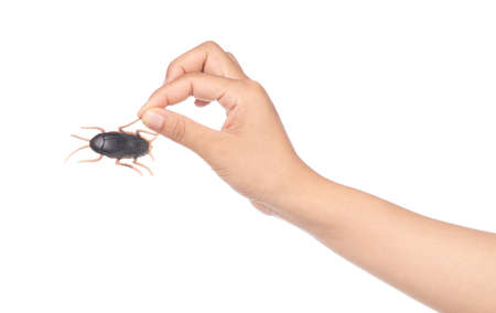 hand holding Toy Cockroaches isolated on white background
