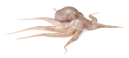 Fresh raw baby squid isolated on white background
