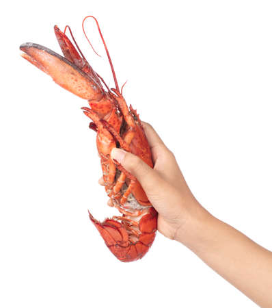 Hand holding Lobster isolated on white backgroundの写真素材