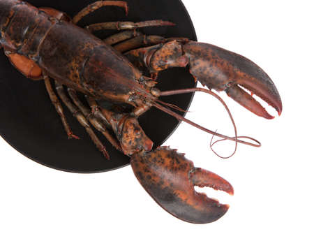 dish of  Fresh Raw lobster isolated on white backgroundの写真素材