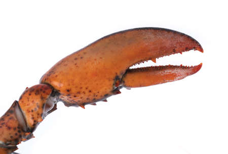 Lobster Claw isolated on white backgroundの写真素材
