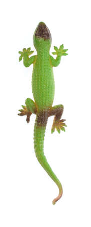 lizard isolated on a white backgroundの写真素材