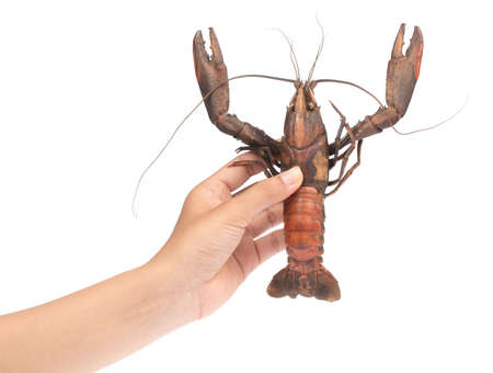 hand holding ripe a red claw crayfish isolated on a white background