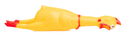 toy rubber shriek yellow chicken isolated on white backgroundの写真素材