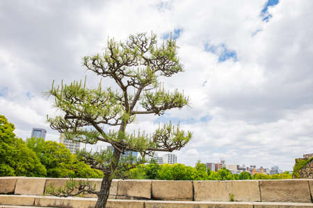 Modern office building with the trees in Osaka, Japanのeditorial素材