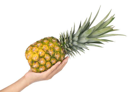 Hand holding Pineapple isolated on white background.
