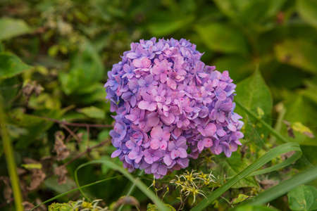 Purple of Syringa vulgaris bush flowers