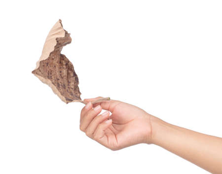 hand holding Dry leaves  isolated on white background