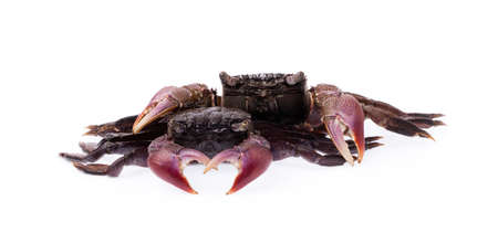 fresh crab isolated on white backgroundの写真素材