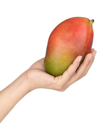 hand holding Red fresh mango isolated on white backgroundの写真素材