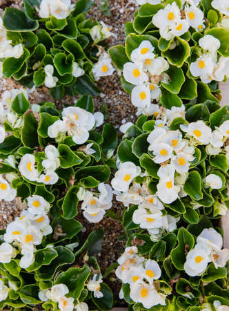 fresh of flowers in gardenの写真素材