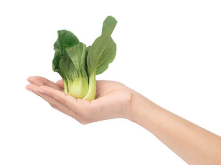 hand holding Fresh Chinese Cabbage isolated on white Backgroundの写真素材