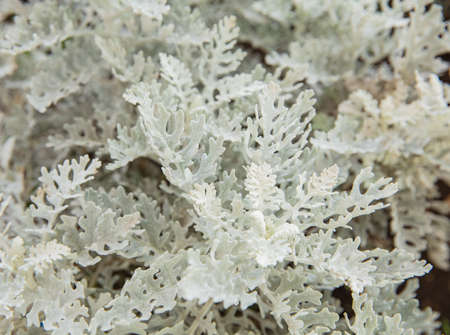 Gray soft eaves of Centaurea cineraria