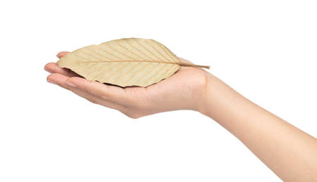 hand holding dry leaf isolated on white backgroundの写真素材