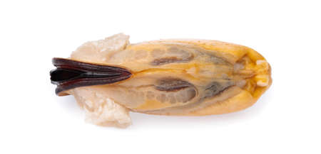 Cooked mussels isolated on white backgroundの写真素材
