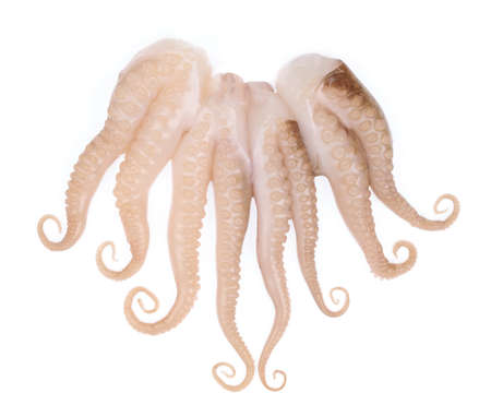 tentacles of baby squid isolated on white background