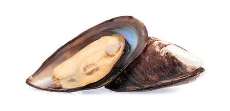 mussels isolated on white background