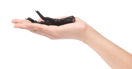 hand holding black chicken feet isolated on white background