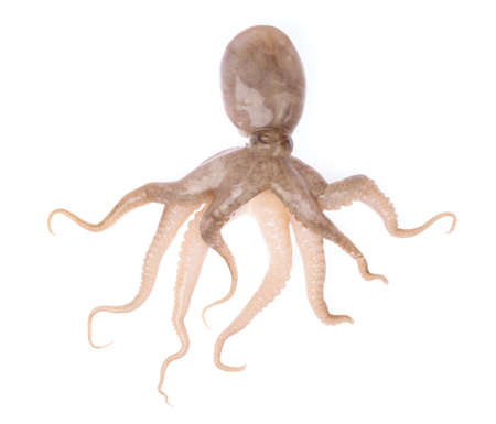 Fresh raw baby squid isolated on white backgroundの写真素材