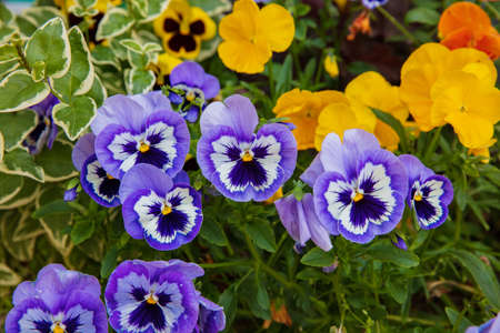 Beautiful of wild pansy or viola tricolor flowers in gardenの写真素材