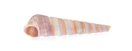 beautiful sea shell isolated on white background