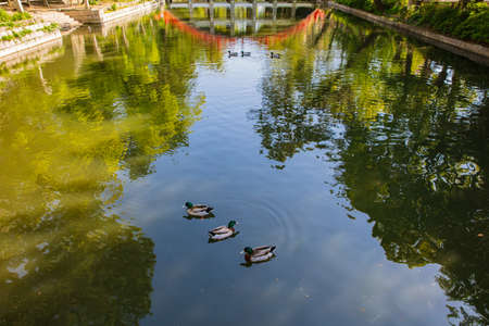 Mallard Ducks or Anas platyrhynchos swimming on a pond with green waterの写真素材
