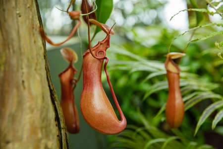 Nepenthes jamban is a tropical pitcher plant
