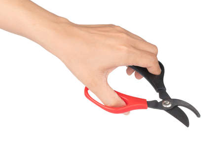 hand holding secateurs for cutting branches isolated on white background