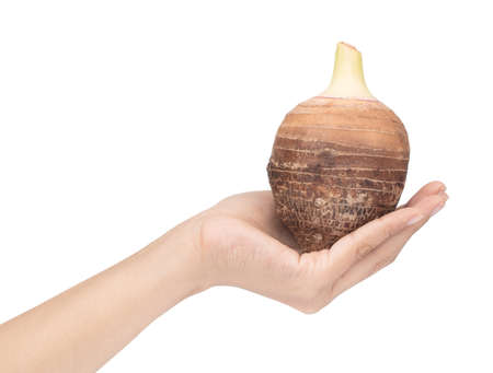 hand holding taro isolated on white background